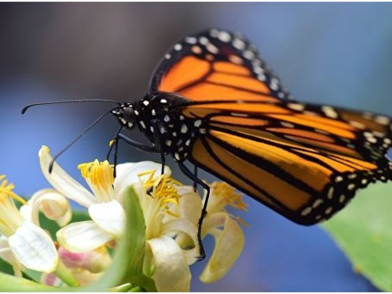 Que significa ver mariposas blancas